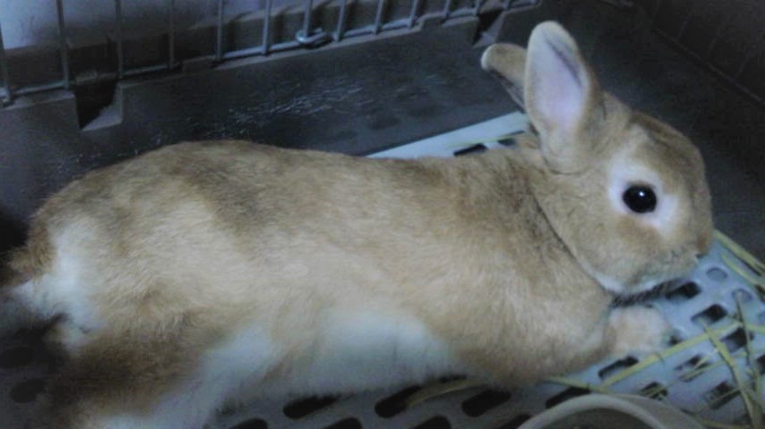 ももふくブログ