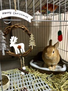 クリスマス飾りをみる百福