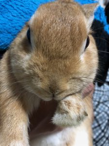 決意表明。2019年も頑張ります！