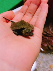 ニホンイシガメの福ちゃん
