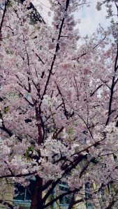 京都　桜　満開